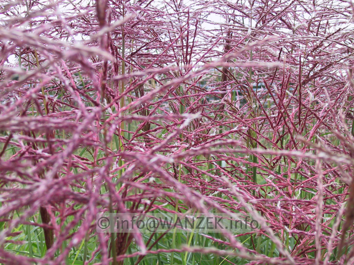Miscanthus Blueten jung -1.JPG